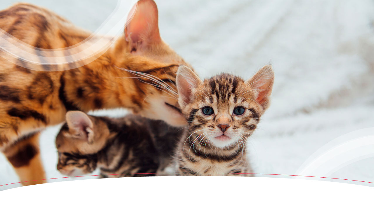 Feline developmental stages