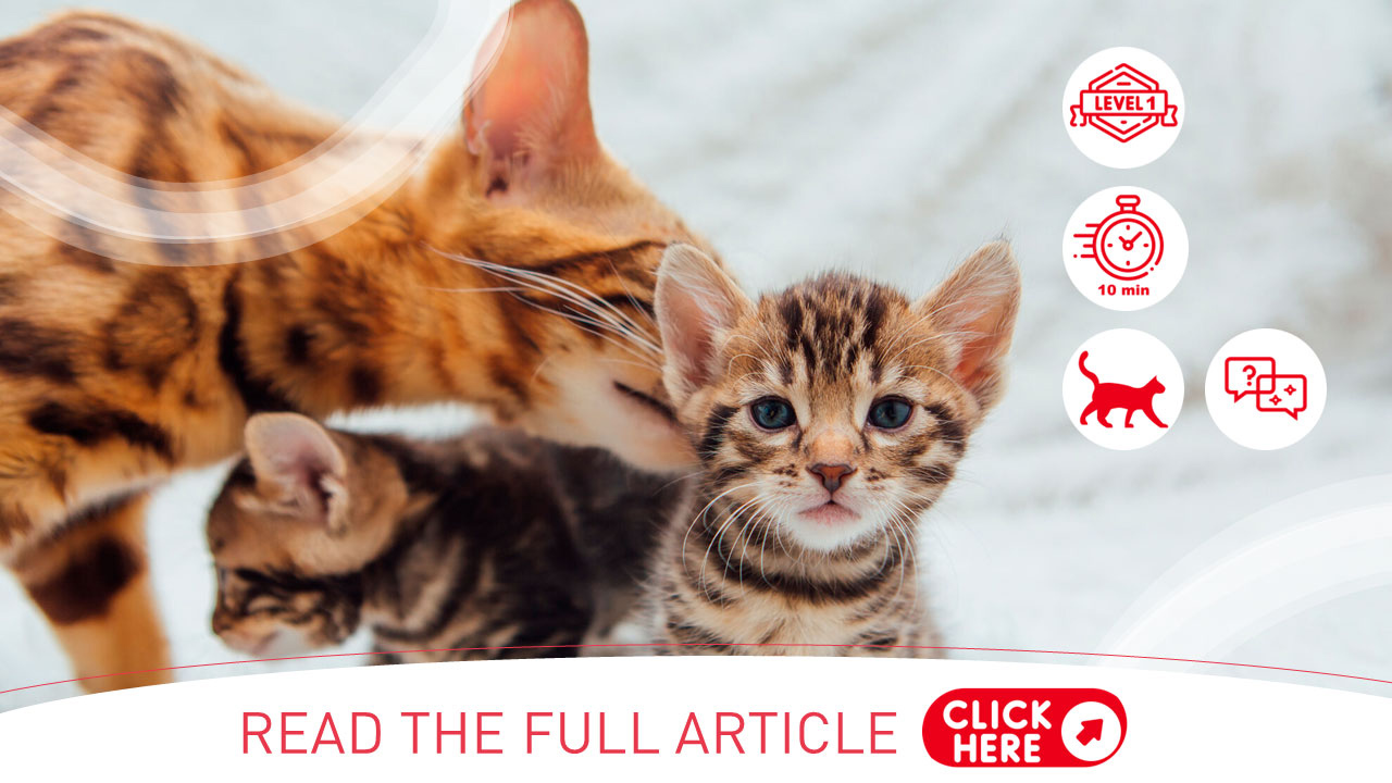 Feline developmental stages